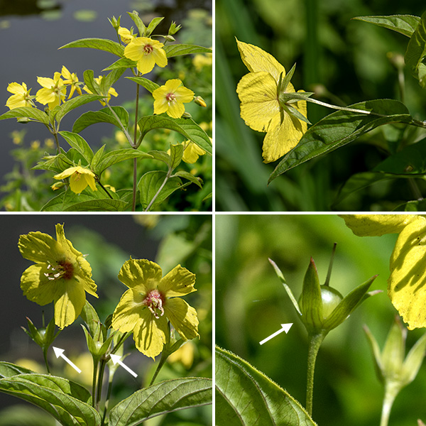 Fringed loosestrife is a native wildflower unrelated to the much-maligned (exotic) purple loosestrife. Flowers arise from the axils of the middle and upper leaves, held on slender, flexible pedicels up to 3" long so that the flowers commonly nod. Individual flowers are about 1" across; they have a green calyx with lance-shaped teeth behind a corolla with a reddish center and five yellow, petal-like lobes with a narrow yellow filament coming off the midline apex of most of the lobes. The five stamens have robust, tan-colored anthers and a simple white style with a tiny apical green stigma. The fruit is a shiny, green spherical capsule held cupped in the calyx. Fringed loosestrife prefers wet habitats near water or on moist hillsides.