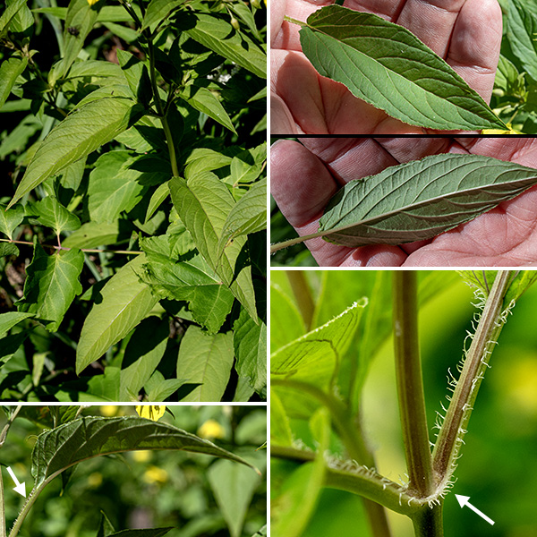 Fringed loosestrife leaves are opposite, up to 6" long and 2.5" wide, lance-shaped or oval with smooth margins fringed with short, stiff hairs; the 1.5" long petioles are also fringed but with long, stiff hairs (from which the common name is derived). Fringed loosestrife prefers wet habitats near water or on moist hillsides.