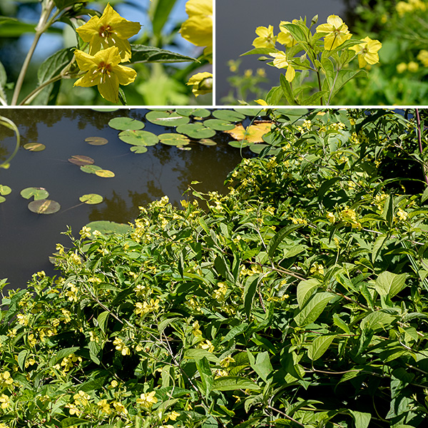Fringed loosestrife is a native wildflower unrelated to the much-maligned (exotic) purple loosestrife. This is an imposing plant, especially in dense stands, with their light green stems up to 4' tall; the stems rarely branch. Fringed loosestrife prefers wet habitats near water or on moist hillsides.