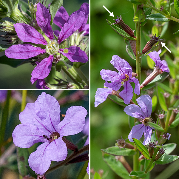 Winged loosestrife is a native species that has a central stem up to 3' tall, much more modest that its notorious cousin, purple loosestrife. The stem is  four-sided, narrowly winged, and largely hairless; wings run along the stem but are interrupted at the leaf nodes. The inflorescence is a spike up to 1.5' long; the flowers develop singly or in pairs from the axils of bracts on the inflorescence. Each flower is pale lavender or purple and smaller than the flowers of purple loosestrife (1/4-1/2") but otherwise superficially similar — pale purple or lavender, six wrinkled petals with a medial purple stripe, six stamens. The light green, narrow calyx is about as long as the petals, has six (not five) lance-shaped teeth, and bold longitudinal stripes. The style may or may not protrude from the corolla — the flowers are distylous so the styles may either lie just inside the flower throat or protrude well outside; the style has a fuzzy, green, globular stigma. The fruit is a capsule that develops in the remnants of the calyx. Winged loosestrife prefers wet soils and is a less showy plant than purple loosestrife, but it is a native plant that plays nicely with its neighbors.