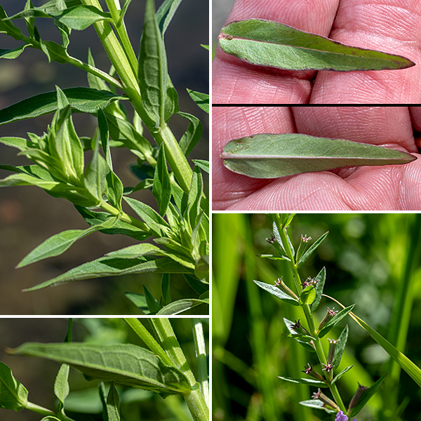 Winged loosestrife's stem is four-sided, narrowly winged, and largely hairless; wings run along the stem but are interrupted at the leaf nodes. The leaves are opposite in the lower half of the plant, but alternate in the upper half; if there are side stems, the leaves are usually alternate there. The leaves are generally twice as long as wide, lance-shaped with a wide base, hairless, untoothed, and sessile; they are smaller in upper parts of the plant. The fruit is a capsule that develops in the remnants of the calyx. Winged loosestrife prefers wet soils and is a less showy plant than purple loosestrife, but it is a native plant that plays nicely with its neighbors.