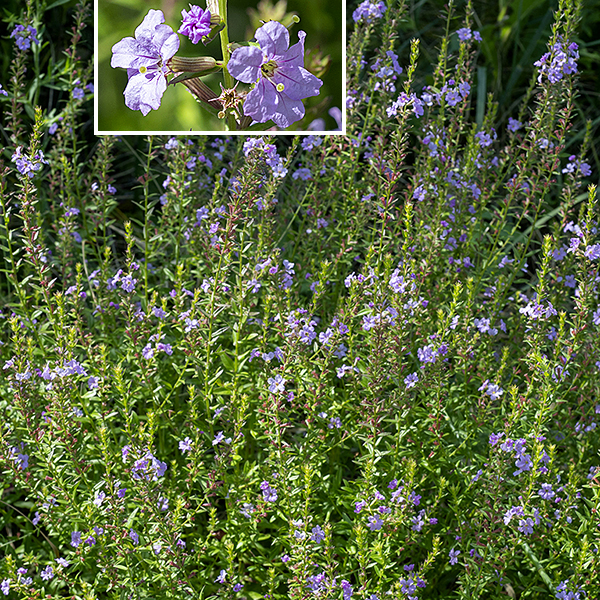 Winged loosestrife is a native species that has a central stem up to 3' tall, much more modest that its notorious cousin, purple loosestrife. The stem is  four-sided, narrowly winged, and largely hairless; wings run along the stem but are interrupted at the leaf nodes. Winged loosestrife prefers wet soils and is a less showy plant than purple loosestrife, but it is a native plant that plays nicely with its neighbors.
