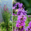 Purple loosestrife plants are 2-5' tall. The stems branch frequently, are square in section or ridged, and are very hairy except where the stem is woody. The very showy flower spikes can be up to 20" long. Individual flowers are 1/2-1" wide that are sessile or on very short stalks; there are 5-7 (usually six) purple, wrinkled petals with a dark purple line near their base. (Imagine purple crepe paper.) The long tubular calyx is yellow-green, ridged, and hairy, with five long, narrow teeth at the distal end. Purple loosestrife is "tristylous" — it exhibits three discrete flower morphs that differ in the relative lengths of the stamens and style. Each plant bears flowers of only a single morph. Each morph has two different lengths of stamens — pistil short, stamens long AND stamens intermediate in length; pistil intermediate in length, stamens short AND long; and pistil long, stamens short AND intermediate in length. Tristyly presumably minimizes self-fertilization. Purple loosestrife is a very aggressive, invasive species which crowds out other species. Another invasive which is also called purple loosestrife, Lythrum virgatum, has similar flowers but the leaves narrow towards their base. (L. virgatum is not known to occur — yet — in Illinois.) Do not confuse purple loosestrife with the native winged loosestrife (Lythrum alatum) which has winged stems, smaller flowers (1/2"), hairless foliage, and solitary flowers in leaf axils. It's not as striking a plant as purple loosestrife, but it plays better with its neighbors.
