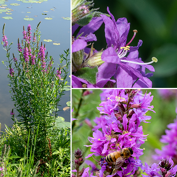 Purple loosestrife plants are 2-5' tall. The stems branch frequently, are square in section or ridged, and are very hairy except where the stem is woody. The very showy flower spikes can be up to 20" long. Individual flowers are 1/2-1" wide that are sessile or on very short stalks; there are 5-7 (usually six) purple, wrinkled petals with a dark purple line near their base. (Imagine purple crepe paper.) The long tubular calyx is yellow-green, ridged, and hairy, with five long, narrow teeth at the distal end. Purple loosestrife is "tristylous" — it exhibits three discrete flower morphs that differ in the relative lengths of the stamens and style. Each plant bears flowers of only a single morph. Each morph has two different lengths of stamens — pistil short, stamens long AND stamens intermediate in length; pistil intermediate in length, stamens short AND long; and pistil long, stamens short AND intermediate in length. Tristyly presumably minimizes self-fertilization. Purple loosestrife is a very aggressive, invasive species which crowds out other species. Another invasive which is also called purple loosestrife, Lythrum virgatum, has similar flowers but the leaves narrow towards their base. (L. virgatum is not known to occur — yet — in Illinois.) Do not confuse purple loosestrife with the native winged loosestrife (Lythrum alatum) which has winged stems, smaller flowers (1/2"), hairless foliage, and solitary flowers in leaf axils. It's not as striking a plant as purple loosestrife, but it plays better with its neighbors.