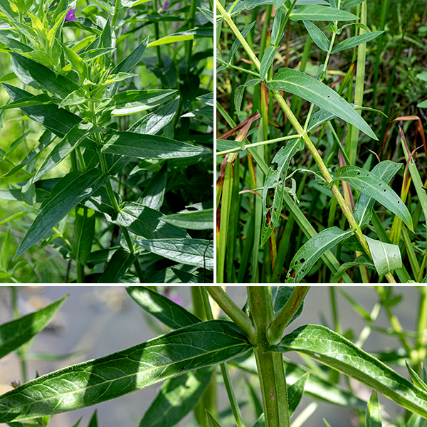 Purple loosestrife plants are 2-5' tall. The stems branch frequently, are square in section or ridged, and are very hairy except where the stem is woody. The leaves are usually opposite (occasionally in whorls of 3-4), willow-like, and sessile; they broaden markedly at the base, are variably hairy, and have a series of sub-marginal veins. Purple loosestrife is a very aggressive, invasive species which crowds out other species. Another invasive which is also called purple loosestrife, Lythrum virgatum, has similar flowers but the leaves narrow towards their base. (L. virgatum is not known to occur — yet — in Illinois.) Do not confuse purple loosestrife with the native winged loosestrife (Lythrum alatum) which has winged stems, smaller flowers (1/2"), hairless foliage, and solitary flowers in leaf axils. It's not as striking a plant as purple loosestrife, but it plays better with its neighbors.