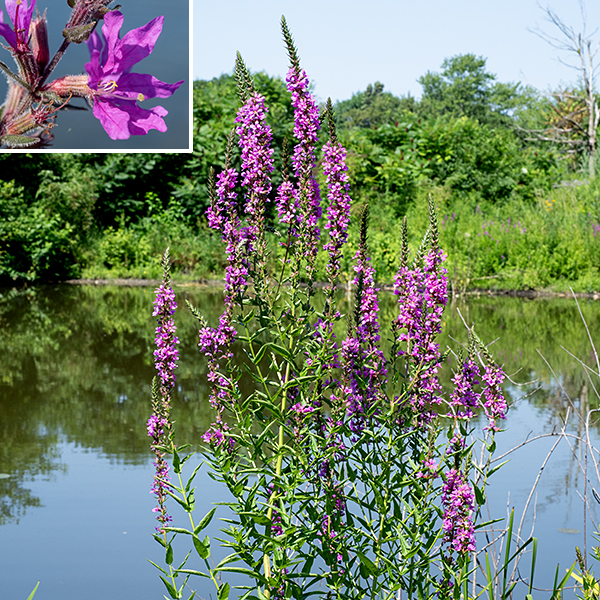 Purple loosestrife plants are 2-5' tall. Purple loosestrife is a very aggressive, invasive species which crowds out other species. Another invasive which is also called purple loosestrife, Lythrum virgatum, has similar flowers but the leaves narrow towards their base. (L. virgatum is not known to occur — yet — in Illinois.) Do not confuse purple loosestrife with the native winged loosestrife (Lythrum alatum) which has winged stems, smaller flowers (1/2"), hairless foliage, and solitary flowers in leaf axils. It's not as striking a plant as purple loosestrife, but it plays better with its neighbors.