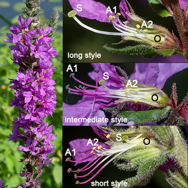 Purple loosestrife plants are "tristylous" — the species exhibits three discrete flower morphs that differ in the relative lengths of the stamens and style. Each plant bears flowers of only a single morph. Each morph has two different lengths of stamens — pistil short, stamens long AND stamens intermediate in length; pistil intermediate in length, stamens short AND long; and pistil long, stamens short AND intermediate in length. Tristyly presumably minimizes self-fertilization. Purple loosestrife is a very aggressive, invasive species which crowds out other species.