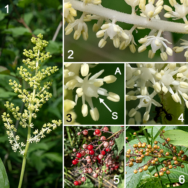 False Solomon's seal's stem terminates in a flattened panicle of hairy, whitish-green stalks about 3-5" long and 2" across bearing 20-80 white flowers. The individual flowers are bright white, about 3/16" across with six narrow, spreading, strap-like tepals that are shorter than the stamens, six stamens with triangular white filaments and pale yellow or cream-colored anthers, and a single central style on top of a globose ovary. The fruit is a spherical berry, initially whitish in color, turning mottled red and later bright, translucent-red (like a currant) when ripe. It can be a bit tricky to distinguish false Solomon's seal from starry false Solomon's seal, especially early in the spring when the plants are small. Two features help: the inflorescence of false Solomon's seal is two to three the size (in linear dimensions and number of flowers) as that of starry false Solomon's seal, and the  stigma of false Solomon's seal is two- or three-lobed and sessile (rests directly on the ovary), while the stigma of starry false Solomon's seal is elevated on a long style (as long as the stamens). In Jackson Park, false Solomon's seal is very tolerant of woodland habitats.
