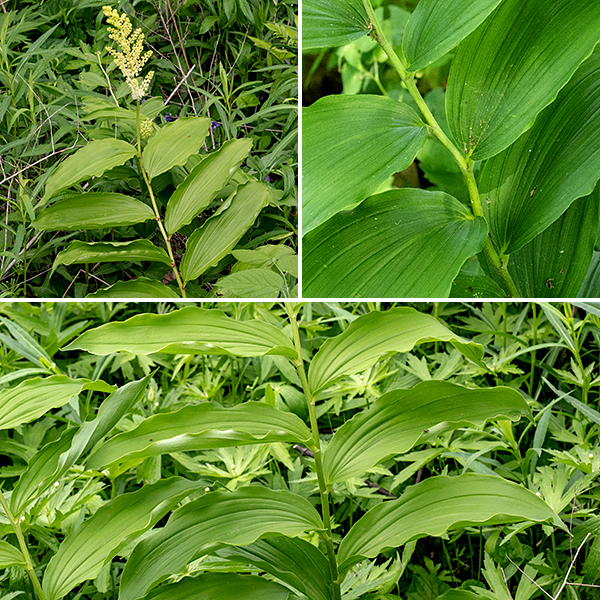 False Solomon's seal (aka, feathery false Solomon's seal) is an unbranched plant with an arching stem, up to 2.5' tall. The stem is light green to green, slightly hairy, and shows a pronounced tendency to zig-zag between leaf nodes. Leaves are up to 6" long and half as wide, alternate, broadly oval, tapering at both ends, parallel-veined, and usually attached to the stem by a short petiole. (Basal-most leaves are sessile.)
