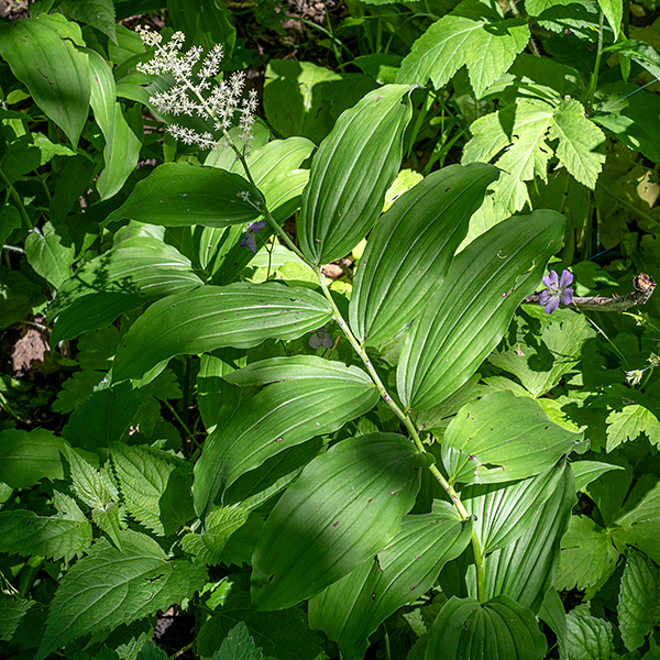 False Solomon's seal (aka, feathery false Solomon's seal) is an unbranched plant with an arching stem, up to 2.5' tall. The stem is light green to green, slightly hairy, and shows a pronounced tendency to zig-zag between leaf nodes. Leaves are up to 6" long and half as wide, alternate, broadly oval, tapering at both ends, parallel-veined, and usually attached to the stem by a short petiole. (Basal-most leaves are sessile.) It can be a bit tricky to distinguish false Solomon's seal from starry false Solomon's seal, especially early in the spring when the plants are small. Two features help: the inflorescence of false Solomon's seal is two to three the size (in linear dimensions and number of flowers) as that of starry false Solomon's seal, and the  stigma of false Solomon's seal is two- or three-lobed and sessile (rests directly on the ovary), while the stigma of starry false Solomon's seal is elevated on a long style (as long as the stamens). In Jackson Park, false Solomon's seal is very tolerant of woodland habitats.