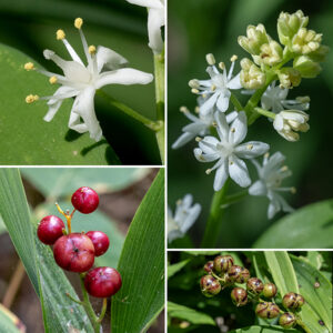 Starry false Solomon's seal stems terminate in a 1-4" long cluster (a raceme) of up to 20 white flowers, each ~3/8" across. Individual flowers have six narrow, spoon-shaped tepals longer than the stamens, six stamens with creamy-yellow anthers, and a vase-shaped pistil with a stout style. The fruit is a 1/4" diameter berry, initially green with dark stripes, becoming bright red with maturity. The leaves of Maianthemum stellatum are much narrower than those of Maianthemum racemosum (false Solomon's seal) or Polygonatum biflorum (Solomon's seal) and has an overall appearance more like a lily than a Solomon's seal (false or smooth). It can be a bit tricky to distinguish false Solomon's seal from starry false Solomon's seal, especially early in the spring when the plants are small. Two features help: the inflorescence of false Solomon's seal is two to three the size (in both linear dimensions and number of flowers) as that of starry false Solomon's seal, and the  stigma of false Solomon's seal is two- or three-lobed and sessile (rests directly on the ovary), while the stigma of starry false Solomon's seal is elevated on a long style (as long as the stamens). In Jackson Park, false Solomon's seal is very tolerant of woodland habitats; starry false Solomon's seal prefers sunnier habitats like open grasslands.