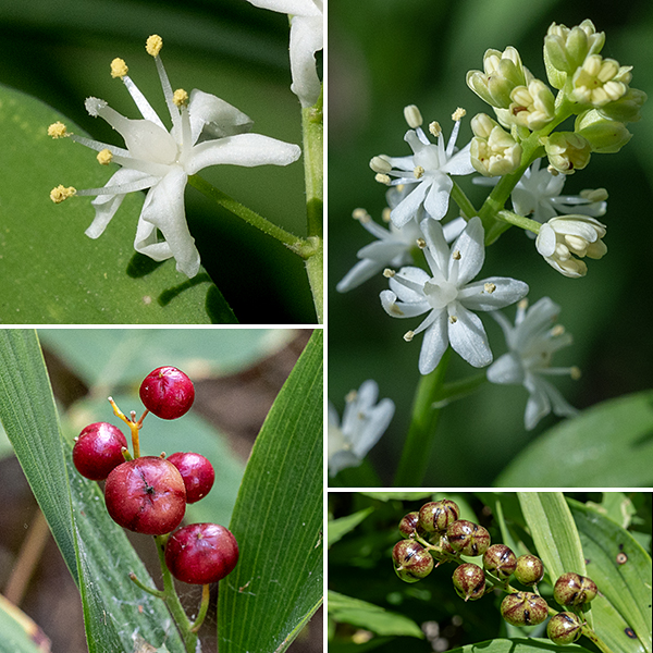 Starry false Solomon's seal stems terminate in a 1-4" long cluster (a raceme) of up to 20 white flowers, each ~3/8" across. Individual flowers have six narrow, spoon-shaped tepals longer than the stamens, six stamens with creamy-yellow anthers, and a vase-shaped pistil with a stout style. The fruit is a 1/4" diameter berry, initially green with dark stripes, becoming bright red with maturity. The leaves of Maianthemum stellatum are much narrower than those of Maianthemum racemosum (false Solomon's seal) or Polygonatum biflorum (Solomon's seal) and has an overall appearance more like a lily than a Solomon's seal (false or smooth). It can be a bit tricky to distinguish false Solomon's seal from starry false Solomon's seal, especially early in the spring when the plants are small. Two features help: the inflorescence of false Solomon's seal is two to three the size (in both linear dimensions and number of flowers) as that of starry false Solomon's seal, and the  stigma of false Solomon's seal is two- or three-lobed and sessile (rests directly on the ovary), while the stigma of starry false Solomon's seal is elevated on a long style (as long as the stamens). In Jackson Park, false Solomon's seal is very tolerant of woodland habitats; starry false Solomon's seal prefers sunnier habitats like open grasslands.