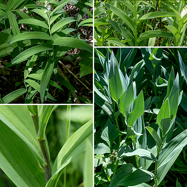 Starry false Solomon's seal leaves are alternate, narrowly oval (three times longer than wide), covered with fine hairs on the underside, with parallel venation, and attached by short petioles or (usually) are sessile, clasping the stem. The leaves of Maianthemum stellatum are much narrower than those of Maianthemum racemosum (false Solomon's seal) or Polygonatum biflorum (Solomon's seal) and has an overall appearance more like a lily than a Solomon's seal (false or smooth). It can be a bit tricky to distinguish false Solomon's seal from starry false Solomon's seal, especially early in the spring when the plants are small. Two features help: the inflorescence of false Solomon's seal is two to three the size (in both linear dimensions and number of flowers) as that of starry false Solomon's seal, and the  stigma of false Solomon's seal is two- or three-lobed and sessile (rests directly on the ovary), while the stigma of starry false Solomon's seal is elevated on a long style (as long as the stamens). In Jackson Park, false Solomon's seal is very tolerant of woodland habitats; starry false Solomon's seal prefers sunnier habitats like open grasslands.