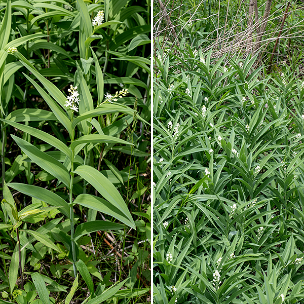 Starry false Solomon's seal  (aka, starry false lily-of-the-valley) is a much more lily-like plant than its congener, false Solomon's seal (Maianthemum racemosum). Starry false Solomon's seal is 1-2.5' tall; the robust stem invariably leans slightly to one side and characteristically zig-zags between leaf nodes. The leaves of Maianthemum stellatum are much narrower than those of Maianthemum racemosum (false Solomon's seal) or Polygonatum biflorum (Solomon's seal) and has an overall appearance more like a lily than a Solomon's seal (false or smooth). It can be a bit tricky to distinguish false Solomon's seal from starry false Solomon's seal, especially early in the spring when the plants are small. Two features help: the inflorescence of false Solomon's seal is two to three the size (in both linear dimensions and number of flowers) as that of starry false Solomon's seal, and the  stigma of false Solomon's seal is two- or three-lobed and sessile (rests directly on the ovary), while the stigma of starry false Solomon's seal is elevated on a long style (as long as the stamens). In Jackson Park, false Solomon's seal is very tolerant of woodland habitats; starry false Solomon's seal prefers sunnier habitats like open grasslands.