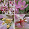 Prairie crabapple produces clusters of 2-6 flowers on the tips of the spurs and twigs. The flowers are 1-2" across with a green, hairy, cup-shaped calyx with five narrow, triangular teeth; five white or (usually) light-pink, oval petals tapering to very narrow bases; 10-20 stamens with yellow anthers; and five robust styles. The fruits are typical crabapples about 1-1.5" across with the calyx persistent, greenish-yellow and waxy when mature; the flesh is firm but sour-tasting.