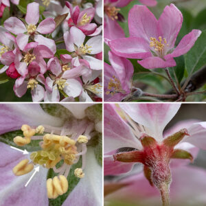 Prairie crabapple produces clusters of 2-6 flowers on the tips of the spurs and twigs. The flowers are 1-2" across with a green, hairy, cup-shaped calyx with five narrow, triangular teeth; five white or (usually) light-pink, oval petals tapering to very narrow bases; 10-20 stamens with yellow anthers; and five robust styles. The fruits are typical crabapples about 1-1.5" across with the calyx persistent, greenish-yellow and waxy when mature; the flesh is firm but sour-tasting.
