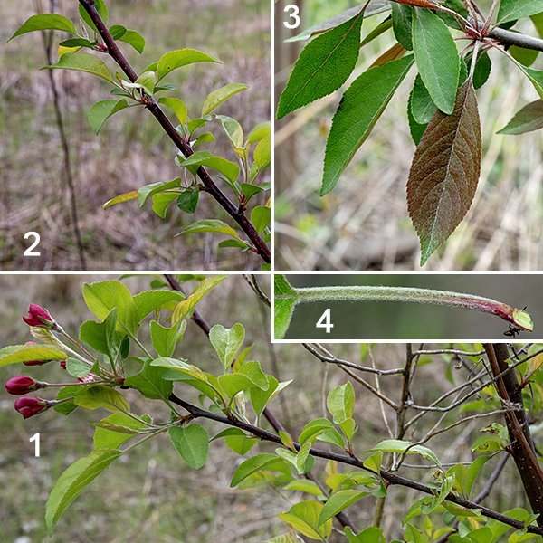 Prairie crabapple leaves are alternate, oval to egg-shaped, 1.5-4" long and about half as wide, with blunted, flattened teeth around three fourths of the margin, sometimes with shallow lobes; leaf bases are smooth, rounded or wedge-shaped, and attached to 1/2-1.5" densely-fuzzy, whitish petioles.