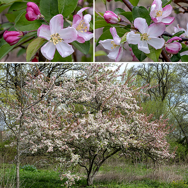 Prairie crabapple is a small tree with a significant trunk (up to 1' in diameter) reaching heights of 10-25' and similar diameters. The crown has numerous crooked branches and twigs; short lateral spurs perpendicular to the branches develop into thorns. The bark is grey, with irregular furrows on the trunk, smooth with white lenticels on the branches.