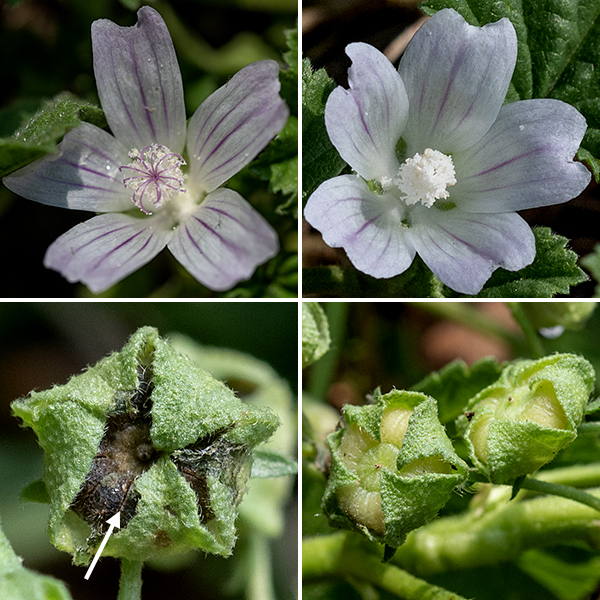 Common mallow flower stalks arise from the leaf axils. They are 1/2-1" long, attached to one to three, 1/4-1/2" wide flowers. Individual flowers have a green calyx with five pointed, triangular lobes half the length of the petals; white or pale violet squared-off petals with a shallow notch and pale violet lines; the 12-15 stamens make a bumpy, white  globe around the 12-15 fused pink styles in the middle of the flower, with the inner surface of the style tips as the stigmas. The fruit is a round, flattened ovoid with radiating lines (the edges of the carpels) around a dimpled center, nestled in the remains of the calyx. Some people claim that the fruit resembles a wheel of cheese (thus one of the common names); it reminds me more of a miniature gourd. All parts of this plant are edible.