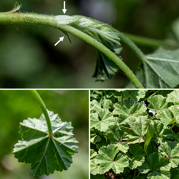 Common mallow is a sprawling, recumbent, branched vine up to 3' long, a naturalized exotic from Europe. The stems are hairy; the leaves are kidney-shaped, dark green, five-lobed with crenate margins, with a deeply-indented attachment to petioles twice as long as the leaves; where the petioles join the stem, the node is flanked by a pair of lance-shaped stipules. All parts of this plant are edible.