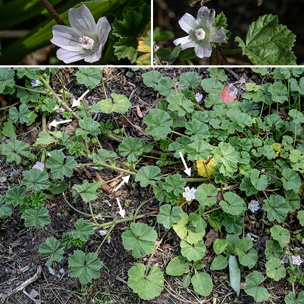 Common mallow is a sprawling, recumbent, branched vine up to 3' long, a naturalized exotic from Europe. The stems are hairy; the leaves are kidney-shaped, dark green, five-lobed with crenate margins, with a deeply-indented attachment to petioles twice as long as the leaves; where the petioles join the stem, the node is flanked by a pair of lance-shaped stipules. All parts of this plant are edible.
