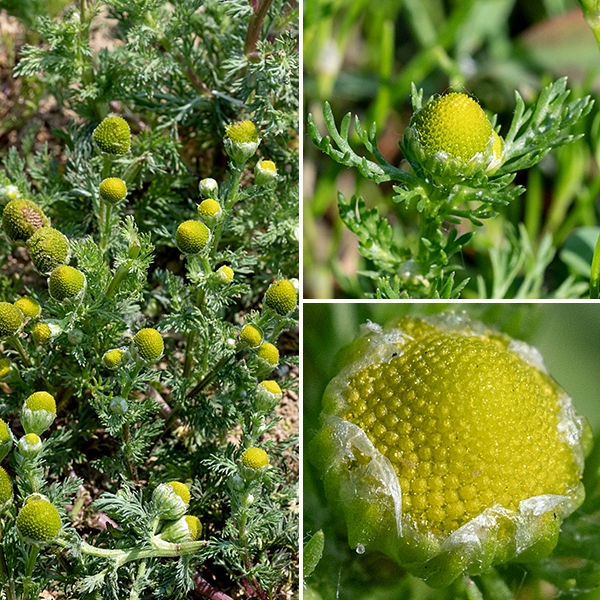 Pineapple-weed, unlike it's cousin wild chamomile (Matricaria chamomilla), is probably native to North America, specifically the Pacific Northwest, but has spread widely both here and in Europe. It is a small plant (up to 12" tall); the stems branch frequently. Flowerheads sit on 1/2-1.5" long flower stalks that arise from leaf axils. Each flowerhead is a gumdrop-shaped or conical mass about 8 mm across of greenish-yellow disk florets (125-535+) with four tiny lobes at the apex of the tubular corolla; there are no ray florets. The bracts behind the flowerhead have papery edges. When crushed, both the flowerheads and the foliage give off a pineapple-like fragrance. Sources differ on the biogeography of this plant. Both the USDA Plants and NatureServe Explorer websites say it is an exotic in North America; Wikipedia, the Flora of North America, World Flora Online, and the Illinois Wildflowers website say it's native to North America. Like wild chamomile, the flowerheads of pineapple-weed can be used to make a tea.