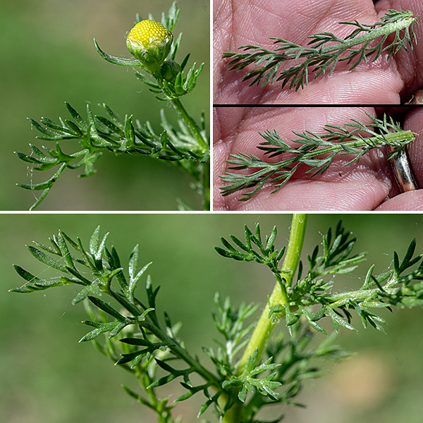 Pineapple-weed leaves are 2" long and 3/4" wide, alternate, "fern-like," single-, double-, or triple pinnately-compound with thread-like lobes. When crushed, both the flowerheads and the foliage give off a pineapple-like fragrance. Sources differ on the biogeography of this plant. Both the USDA Plants and NatureServe Explorer websites say it is an exotic in North America; Wikipedia, the Flora of North America, World Flora Online, and the Illinois Wildflowers website say it's native to North America. Like wild chamomile, the flowerheads of pineapple-weed can be used to make a tea.