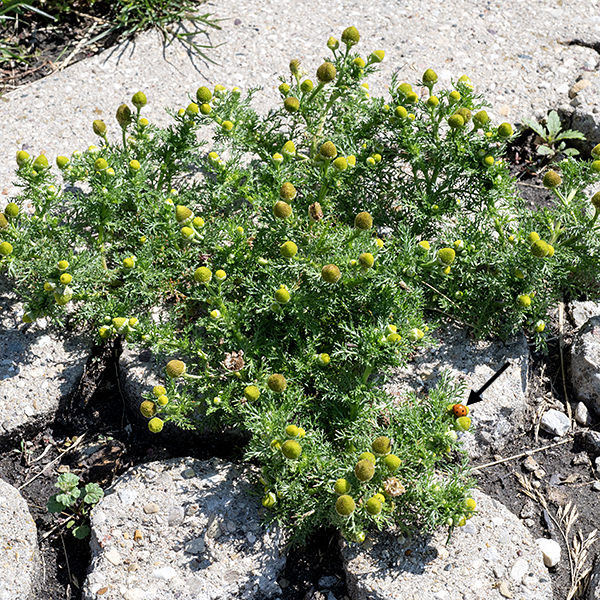 Pineapple-weed, unlike it's cousin wild chamomile (Matricaria chamomilla), is probably native to North America, specifically the Pacific Northwest, but has spread widely both here and in Europe. It is a small plant (up to 12" tall); the stems branch frequently. When crushed, both the flowerheads and the foliage give off a pineapple-like fragrance. Sources differ on the biogeography of this plant. Both the USDA Plants and NatureServe Explorer websites say it is an exotic in North America; Wikipedia, the Flora of North America, World Flora Online, and the Illinois Wildflowers website say it's native to North America. Like wild chamomile, the flowerheads of pineapple-weed can be used to make a tea.