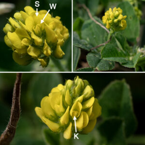 Black medic flowerheads are ball-shaped, 1/4-3/8" across, and composed of 10-30 yellow flowers, each about 1/8" long; the flowerheads arise from leaf axils and have a 1-2" long peduncle. Individual flowers are pea-like with the upper petal  (the  standard) not grooved and oriented perpendicular to the lower component (the keel); the two lateral petals partially cover the keel. The flowers are very similar to those of least hop clover (Trifolium dubium), but that species has a grooved standard that is bent over to act as a hood over the keel.