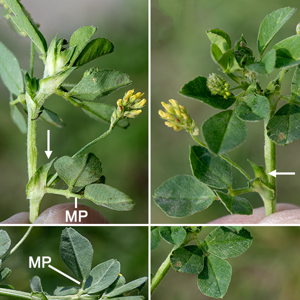 Black medic is a introduced exotic, clover-like plant with stems that are up to 2.5' long but may sprawl or be partially erect. The stems and the petioles of the leaves are densely covered with fine, white, upcurving hairs. The trifoliate leaves are alternate, 3/4" long and 1/3" wide, and palmately compound on a petiole that is flanked where it joins the stem by a pair of triangular stipules; the central leaflet has the longest petiolule, producing a strong radial asymmetry — the leaves are up to 2/3" long but only half as wide. The leaflets are deep green, dentate along their margins, and generally oval or diamond shaped.