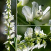 White sweetclover flowers occur in spikes along 2-6" long flower stalks that arise from upper leaf axils and on the terminal upper stems. Individual flowers are small (~1/4-3/8" long), have a tubular, light green calyx with five teeth, and five white petals in the typical pea-like configuration (a single standard on the top — here, hood-like over the keel, two lateral wings, and a pair of petals fused to form a medial keel that is perpendicular to the banner). The stamens and style are hidden within the keel. Yellow sweet-clover is nearly identical to white sweet-clover (Melilotus albus) except for flower color, but blooms slightly earlier. In both yellow and white sweet-clover, the "teeth" along the distal margins of the leaflets are actually sharply-pointed extensions of the secondary (pinnate) veins. A similar extension of the central vein occurs in yellow sweet-clover but is ABSENT in white sweet-clover, permitting discrimination between the two species even when not in bloom if the vein extensions are present elsewhere on the leaflet.