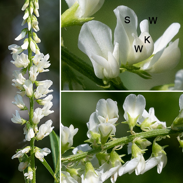 White sweetclover flowers occur in spikes along 2-6" long flower stalks that arise from upper leaf axils and on the terminal upper stems. Individual flowers are small (~1/4-3/8" long), have a tubular, light green calyx with five teeth, and five white petals in the typical pea-like configuration (a single standard on the top — here, hood-like over the keel, two lateral wings, and a pair of petals fused to form a medial keel that is perpendicular to the banner). The stamens and style are hidden within the keel. Yellow sweet-clover is nearly identical to white sweet-clover (Melilotus albus) except for flower color, but blooms slightly earlier. In both yellow and white sweet-clover, the "teeth" along the distal margins of the leaflets are actually sharply-pointed extensions of the secondary (pinnate) veins. A similar extension of the central vein occurs in yellow sweet-clover but is ABSENT in white sweet-clover, permitting discrimination between the two species even when not in bloom if the vein extensions are present elsewhere on the leaflet.