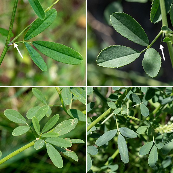 White sweetclover leaves are hairless, alternate, palmately-compound with three elongate-oval leaflets (1/4" wide and 3/4-1" long), usually shallowly-toothed along the distal margins and with the midvein extended as a minute, sharp terminal spike; the terminal leaflet has a short petiolule while the other two leaflets are nearly sessile. At the base of the compound leave's 1" petioles (where the petiole joins the stem) are a pair of narrow, linear stipules about 1/4" long (which often wither and fall off).Yellow sweet-clover is nearly identical to white sweet-clover (Melilotus albus) except for flower color, but blooms slightly earlier. In both yellow and white sweet-clover, the "teeth" along the distal margins of the leaflets are actually sharply-pointed extensions of the secondary (pinnate) veins. A similar extension of the central vein occurs in yellow sweet-clover but is ABSENT in white sweet-clover, permitting discrimination between the two species even when not in bloom if the vein extensions are present elsewhere on the leaflet.
