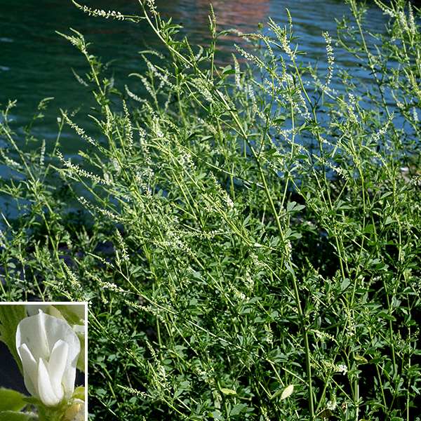 White sweetclover is a very lanky plant that often occurs in bushy colonies; plants are 3-8' tall. Stems may either be erect or they may sprawl; they are furrowed or round in section and hairless. Flowers occur in spikes along 2-6" long flower stalks that arise from upper leaf axils and on the terminal upper stems. Individual flowers are small (~1/4-3/8" long), have a tubular, light green calyx with five teeth, and five white petals in the typical pea-like configuration (a single standard on the top — here, hood-like over the keel, two lateral wings, and a pair of petals fused to form a medial keel that is perpendicular to the banner). The stamens and style are hidden within the keel. Yellow sweet-clover is nearly identical to white sweet-clover (Melilotus albus) except for flower color, but blooms slightly earlier. In both yellow and white sweet-clover, the "teeth" along the distal margins of the leaflets are actually sharply-pointed extensions of the secondary (pinnate) veins.  A similar extension of the central vein occurs in yellow sweet-clover but is ABSENT in white sweet-clover, permitting discrimination between the two species even when not in bloom if the vein extensions are present elsewhere on the leaflet.