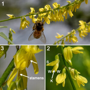 Yellow sweetclover flowers occur in spikes along 6" long flower stalks that arise from upper leaf axils and on the terminal upper stems. Individual flowers are small (~1/4-3/8" long), have a tubular, light green calyx with five teeth, and five yellow petals in the typical pea-like configuration (a single standard on the top (here, often hood-like over the keel), two lateral wings, and a pair of partially-fused keels in the typical pea-like configuration. The stamens and style are hidden within the keel. Yellow sweet-clover is nearly identical to white sweet-clover (Melilotus albus) except for flower color, but blooms slightly earlier. In both yellow and white sweet-clover, the "teeth" along the distal margins of the leaflets are actually sharply-pointed extensions of the secondary (pinnate) veins. A similar extension of the central vein occurs in yellow sweet-clover but is ABSENT in white sweet-clover, permitting discrimination between the two species even when not in bloom if the vein extensions are present elsewhere on the leaflet.