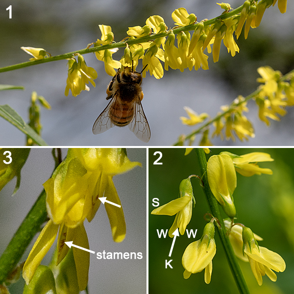 Yellow sweetclover flowers occur in spikes along 6" long flower stalks that arise from upper leaf axils and on the terminal upper stems. Individual flowers are small (~1/4-3/8" long), have a tubular, light green calyx with five teeth, and five yellow petals in the typical pea-like configuration (a single standard on the top (here, often hood-like over the keel), two lateral wings, and a pair of partially-fused keels in the typical pea-like configuration. The stamens and style are hidden within the keel. Yellow sweet-clover is nearly identical to white sweet-clover (Melilotus albus) except for flower color, but blooms slightly earlier. In both yellow and white sweet-clover, the "teeth" along the distal margins of the leaflets are actually sharply-pointed extensions of the secondary (pinnate) veins. A similar extension of the central vein occurs in yellow sweet-clover but is ABSENT in white sweet-clover, permitting discrimination between the two species even when not in bloom if the vein extensions are present elsewhere on the leaflet.