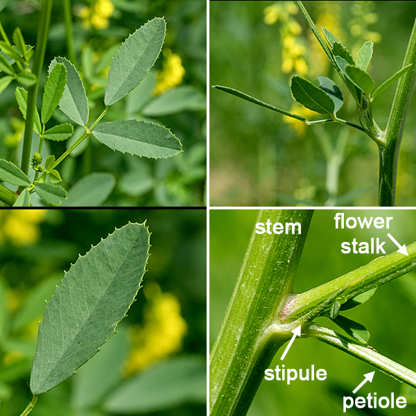 Yellow sweetclover leaves are hairless, alternate, palmately-compound with three elongate-oval leaflets ~1/4" wide and 3/4-1" long, shallowly-toothed along the distal margins; the terminal leaflet has a short petiolule. At the base of the petiole of the compound leaf are a pair of narrow, linear stipules ~1/4" long. Flowers occur in spikes along 6" long flower stalks that arise from upper leaf axils. Yellow sweet-clover is nearly identical to white sweet-clover (Melilotus albus) except for flower color, but blooms slightly earlier. In both yellow and white sweet-clover, the "teeth" along the distal margins of the leaflets are actually sharply-pointed extensions of the secondary (pinnate) veins. A similar extension of the central vein occurs in yellow sweet-clover but is ABSENT in white sweet-clover, permitting discrimination between the two species even when not in bloom if the vein extensions are present elsewhere on the leaflet.