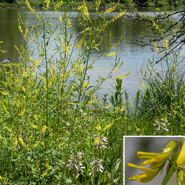 Yellow sweetclover is a very lanky plant that often occurs in bushy colonies; 2-7' tall. Stems may either be erect or may sprawl. Yellow sweet-clover is nearly identical to white sweet-clover (Melilotus albus) except for flower color, but blooms slightly earlier. In both yellow and white sweet-clover, the "teeth" along the distal margins of the leaflets are actually sharply-pointed extensions of the secondary (pinnate) veins. A similar extension of the central vein occurs in yellow sweet-clover but is ABSENT in white sweet-clover, permitting discrimination between the two species even when not in bloom if the vein extensions are present elsewhere on the leaflet.