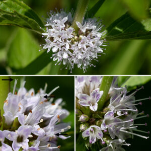 Field mint flowers occur in whorls of about 20 above the axils of the upper leaves. Individual flowers are 1/8" long with a green calyx with small triangular lobes; a tubular, lavender, pink, or white corolla with a two-lobed upper lip and a lower lip with 0-3 lobes; four stamens protruding well beyond the tips of the flower; and a style longer than the stamens. The fruit consists of four small nutlets nestled in the flower calyx, each with a single seed. Field mint is a very widely-distributed (circumboreal) plant. Field mint is similar to Virginia bugleweed (Lycopus virginicus) in that both have flowers in whorls in the axils of paired, opposite leaves, but the latter has only white flowers in much sparser whirls with two stamens no longer than the tips of the flower. Field mint could possibly be confused with motherwort (Leonurus cardiaca) but the latter has distinctive three or five lobed angular-cleft leaves and lacks the boldly-protruding stamens of field mint. Finally, some sources (and plant ID apps) identify "Mentha canadensis" as occurring in Illinois and neighboring states. However, both ITIS (https://www.itis.gov/) and the USDA plants database (https://plants.usda.gov/) agree that the name "Mentha canadensis," often applied to this species, is invalid and a junior synonym of Mentha arvensis (field mint).