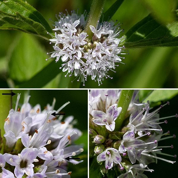Field mint flowers occur in whorls of about 20 above the axils of the upper leaves. Individual flowers are 1/8" long with a green calyx with small triangular lobes; a tubular, lavender, pink, or white corolla with a two-lobed upper lip and a lower lip with 0-3 lobes; four stamens protruding well beyond the tips of the flower; and a style longer than the stamens. The fruit consists of four small nutlets nestled in the flower calyx, each with a single seed. Field mint is a very widely-distributed (circumboreal) plant. Field mint is similar to Virginia bugleweed (Lycopus virginicus) in that both have flowers in whorls in the axils of paired, opposite leaves, but the latter has only white flowers in much sparser whirls with two stamens no longer than the tips of the flower. Field mint could possibly be confused with motherwort (Leonurus cardiaca) but the latter has distinctive three or five lobed angular-cleft leaves and lacks the boldly-protruding stamens of field mint. Finally, some sources (and plant ID apps) identify "Mentha canadensis" as occurring in Illinois and neighboring states. However, both ITIS (https://www.itis.gov/) and the USDA plants database (https://plants.usda.gov/) agree that the name "Mentha canadensis," often applied to this species, is invalid and a junior synonym of Mentha arvensis (field mint).