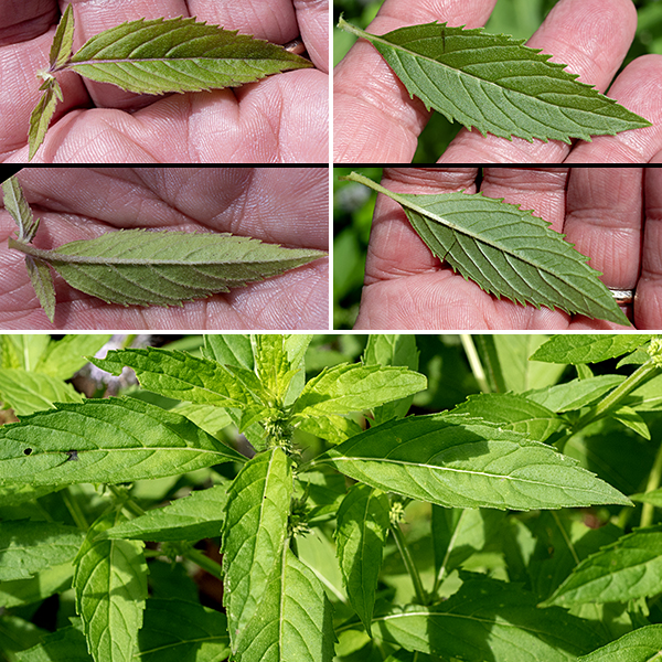 Field mint leaves are twice as long as wide, toothed, tapering at both ends or with a wedge-shaped base, with opposite pairs of leaves oriented 90° from those above or below on the stem. Field mint is a very widely-distributed (circumboreal) plant. Field mint is similar to Virginia bugleweed (Lycopus virginicus) in that both have flowers in whorls in the axils of paired, opposite leaves, but the latter has only white flowers in much sparser whirls with two stamens no longer than the tips of the flower. Field mint could possibly be confused with motherwort (Leonurus cardiaca) but the latter has distinctive three or five lobed angular-cleft leaves and lacks the boldly-protruding stamens of field mint. Finally, some sources (and plant ID apps) identify "Mentha canadensis" as occurring in Illinois and neighboring states. However, both ITIS (https://www.itis.gov/) and the USDA plants database (https://plants.usda.gov/) agree that the name "Mentha canadensis," often used for this species, is invalid and a junior synonym of Mentha arvensis (field mint).