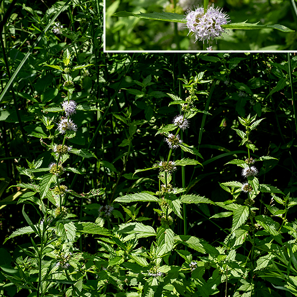 Field mint (usually) has a unbranched, erect four-angled (square) stem up to 1.5' tall. Field mint is a very widely-distributed (circumboreal) plant. Field mint is similar to Virginia bugleweed (Lycopus virginicus) in that both have flowers in whorls in the axils of paired, opposite leaves, but the latter has only white flowers in much sparser whirls with two stamens no longer than the tips of the flower. Field mint could possibly be confused with motherwort (Leonurus cardiaca) but the latter has distinctive three or five lobed angular-cleft leaves and lacks the boldly-protruding stamens of field mint. Finally, some sources (and plant ID apps) identify "Mentha canadensis" as occurring in Illinois and neighboring states. However, both ITIS (https://www.itis.gov/) and the USDA plants database (https://plants.usda.gov/) agree that the name "Mentha canadensis," often used for this species, is invalid and a junior synonym of Mentha arvensis (field mint).