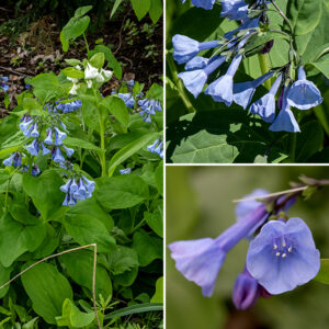 Virginia bluebells' upper stems terminate in drooping cymes of flowers. Individual flowers are 3/4-1" long with a 1/4" long, greyish-green calyx with five elliptical teeth that cups a tubular region of the corolla about 2/3 the length of the flower that in turn flares into a bell-like shape, often slightly wrinkled, with five very shallow lobes. There are five stamens with blue filaments and white anthers inside the corolla that do not emerge from the bell, the anthers reaching just past the throat; the single long, slender, white style often protrudes well beyond the margin of the bell. Virginia bluebells are pollinated by a variety of long-tongued animals including hummingbird moths (Hemaris thysbe). The fruits are four-lobed, yellow or greenish-yellow, containing four nutlets; the fruit is nestled in the flower calyx. Nothing in Jackson Park looks like Virginia bluebells; once you've identified one, you'll be confident of your ID ever afterward. For me, they are the real herald of spring, and they make me smile.