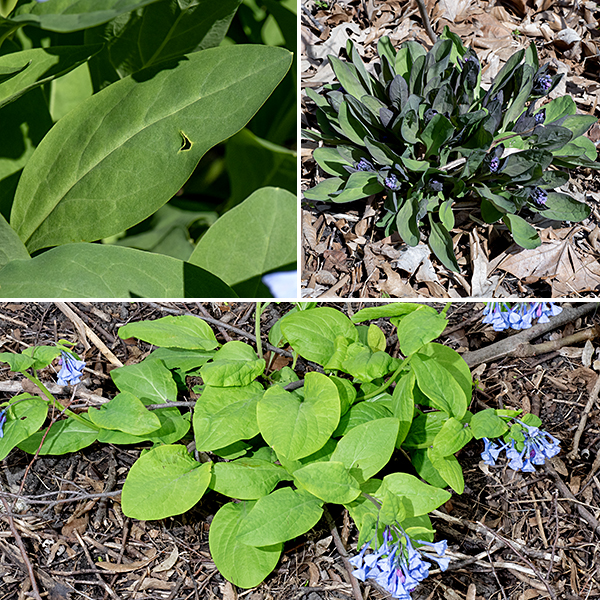 Virginia bluebells tends to be bushy, 1-2.5' tall; the stem and leaves tend to be light green and hairless. The leaves can be as much as 7" long and half as wide, egg- or oval-shaped, and notably floppy with smooth margins and pinnate venation. Some of the upper leaves are sessile, but most are attached to a winged petiole as long as about 75% of the leaf's width. Nothing in Jackson Park looks like Virginia bluebells; once you've identified one, you'll be confident of your ID ever afterward. For me, they are the real herald of spring, and they make me smile.