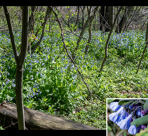 Virginia bluebells produce unmistakable blue (rarely white) trumpet-shaped flowers with a long "throat"; immature, unopened flowers are reddish-purple. Nothing in Jackson Park looks like Virginia bluebells; once you've identified one, you'll be confident of your ID ever afterward. For me, they are the real herald of spring, and they make me smile.