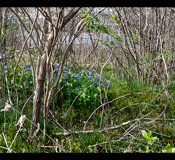 Virginia bluebells produce unmistakable blue (rarely white) trumpet-shaped flowers with a long "throat"; immature, unopened flowers are reddish-purple. Nothing in Jackson Park looks like Virginia bluebells; once you've identified one, you'll be confident of your ID ever afterward. For me, they are the real herald of spring, and they make me smile.