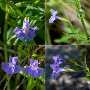 Square-stemmed monkeyflower flowers arise singly from the upper leaf axils; they are tubular and ~1" long. The calyx is light green, elongate (about 2/3" — quite large relative to the corolla), and tubular, with five sharp longitudinal ridges/wings that project into lance-like teeth; the flower pedicels are hairless and at least as long as the calyx. The corolla is usually pale blue-violet (rarely pink or white) with a two-lobed, erect upper lip (folded so the upper sides of the lobes are back to back) and a three-lobed lower lip with a patch of yellow on either side of the midline. The throat is lined with hairs and obscured by ridges in the lower lip. The seed capsules develop within the persistant calyx. The flower is quite prolific, producing 500-1000 seeds per flower. Four stamens and a single pistil are present but not visible externally. Square-stemmed monkeyflower strongly prefers moist or wet areas. The only other Illinois monkeyflower (winged monkeyflower, Mimulus alatus) apparently does not occur this far north.