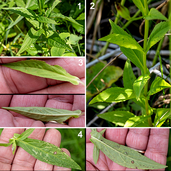 Square-stemmed monkeyflower (aka, Allegheny monkeyflower) grows to 1-3' tall. The stems are square in section but the angles are rounded, sometimes with very narrow wings. The leaves are 4" long and 3" across, opposite, four times longer than wide, with toothed margins and sender tips; all the leaves are sessile and/or clasp the stem.  Square-stemmed monkeyflower strongly prefers moist or wet areas. The only other Illinois monkeyflower (winged monkeyflower, Mimulus alatus) apparently does not occur this far north.
