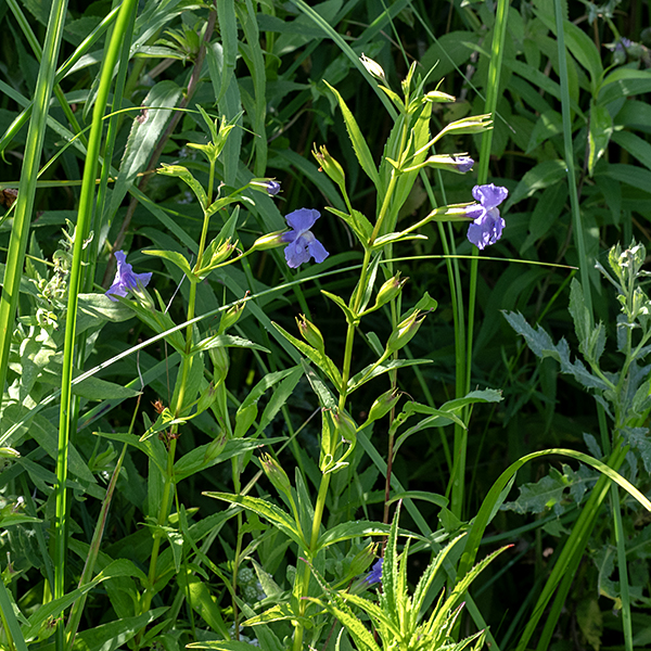 Square-stemmed monkeyflower (aka, Allegheny monkeyflower) grows to 1-3' tall. Square-stemmed monkeyflower strongly prefers moist or wet areas. The only other Illinois monkeyflower (winged monkeyflower, Mimulus alatus) apparently does not occur this far north.