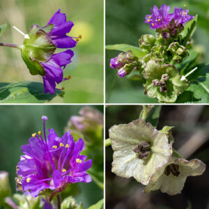 Wild four o'clock flowers occur in clusters of 3-5, nestled in a five-lobed, saucer-shaped green bract (often with purplish tints) folded into a boxy shape; a typical calyx is absent. Instead, the flowers "petals" are a trumpet-shaped modified calyx with five notched lobes, 1/2" across and magenta in color; the 3-5 stamens protrude from the flower and have yellow anthers while the single slender pink style is even longer than the stamens, terminating in a stigma shaped like a pin head. After fertilization, the bract opens out into a whitish, pentagonal saucer (often with purplish highlights on the margins) with five radiating ridges; the rough, black, hairy seeds are suspended from the center. It is easy to mistake the mature bract for an odd flower, but a "flower" that attaches directly to the flower pedicel and lacks any trace of other flower parts (including the stamens and pistil). It's often claimed that the flowers tend to open in the late afternoon, but the wild four o'clock in Jackson Park happily open any time of day, including the morning.
